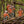 Acorn Squirrel Crew