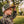 Thatcher Trail Cap