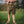 Trail Scout shorts
