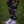 Camo pants